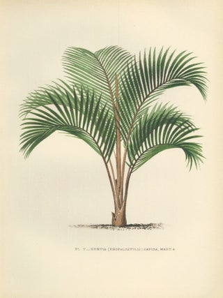 Item nr. 154310 Kentia (Rhopalostylis) Sapida. Les Palmiers Histoire Iconographique. Oswald de...