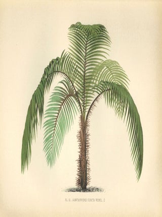 Item nr. 154311 Acanthophoenix Crinita. Les Palmiers Histoire Iconographique. Oswald de Kerchove...
