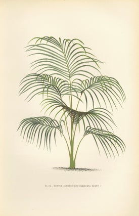 Item nr. 154312 Kentia (Kentiopsis) Divaricata. Les Palmiers Histoire Iconographique. Oswald de...