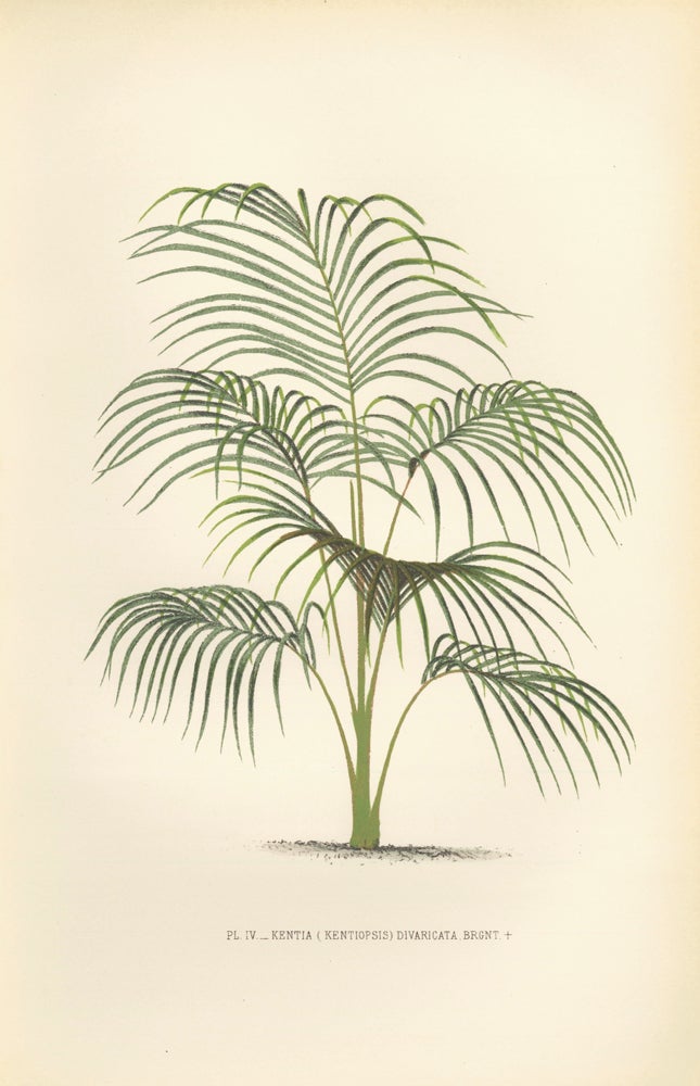 Item nr. 154312 Kentia (Kentiopsis) Divaricata. Les Palmiers Histoire Iconographique. Oswald de Kerchove de Denterghem.