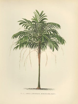 Item nr. 154313 Areca (Linospadix) Monostachya. Les Palmiers Histoire Iconographique. Oswald de...