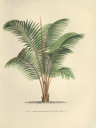 Item nr. 154314 Areca (Rhodalostylis) Baueri. Les Palmiers Histoire Iconographique. Oswald de...
