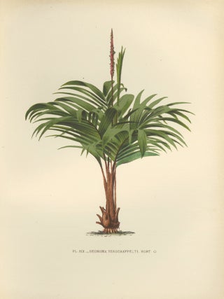 Item nr. 154315 Geonoma Verschaffelti. Les Palmiers Histoire Iconographique. Oswald de Kerchove...