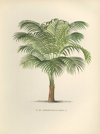 Item nr. 154316 Geonoma Gracilis. Les Palmiers Histoire Iconographique. Oswald de Kerchove de...