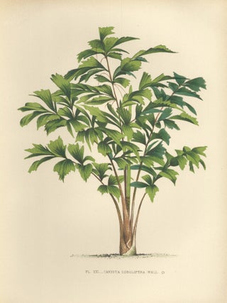 Item nr. 154317 Caryota Sobolifera. Les Palmiers Histoire Iconographique. Oswald de Kerchove de...