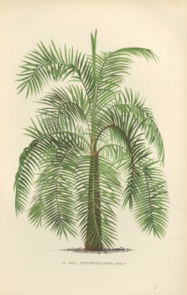Item nr. 154318 Phoenix Reclinata. Les Palmiers Histoire Iconographique. Oswald de Kerchove de...