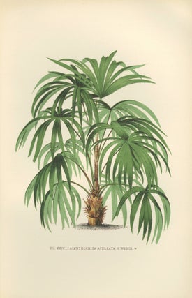Item nr. 154320 Acanthorhiza Aculeata. Les Palmiers. Oswald de Kerchove de Denterghem