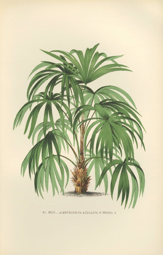 Item nr. 154320 Acanthorhiza Aculeata. Les Palmiers. Oswald de Kerchove de Denterghem.