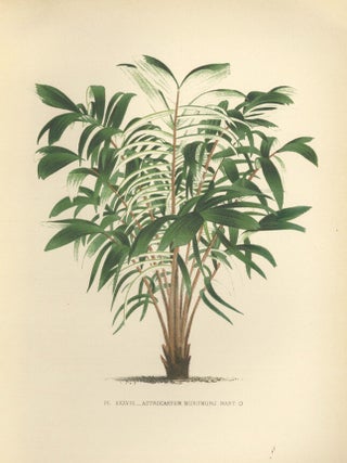 Item nr. 154321 Astrocaryum Murumuru. Les Palmiers Histoire Iconographique. Oswald de Kerchove de...