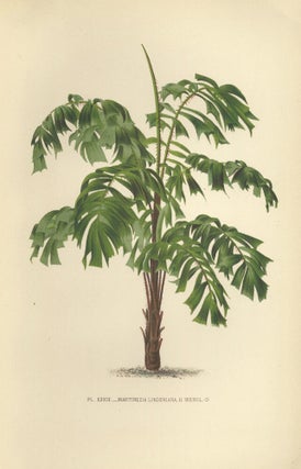 Item nr. 154322 Martinezia Lindeniana. Les Palmiers Histoire Iconographique. Oswald de Kerchove...