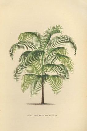 Item nr. 154323 Cocos Weddeliana. Les Palmiers Histoire Iconographique. Oswald de Kerchove de...