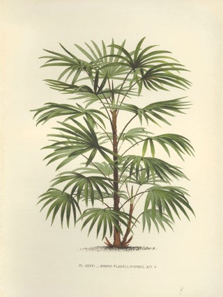 Item nr. 154325 Rhapis Flabelliformis. Les Palmiers Histoire Iconographique. Oswald de Kerchove...