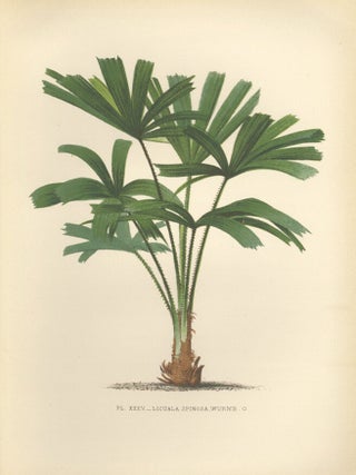Item nr. 154326 Licuala Spinsosa. Les Palmiers Histoire Iconographique. Oswald de Kerchove de...