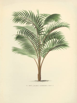 Item nr. 154327 Calamus Asperrimus. Les Palmiers Histoire Iconographique. Oswald de Kerchove de...