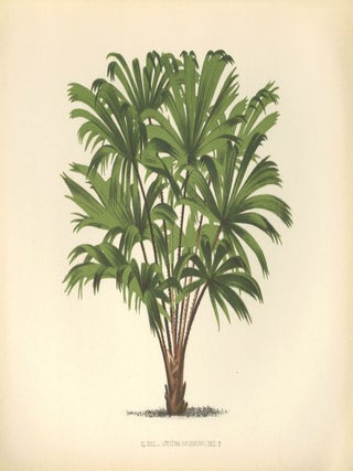 Item nr. 154328 Livistona Hoogendorpii. Les Palmiers Histoire Iconographique. Oswald de Kerchove...
