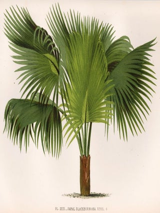 Item nr. 154329 Sabal Blackburniana. Les Palmiers. Oswald de Kerchove de Denterghem