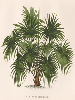 Item nr. 154330 Livistona Australis, Mart. Les Palmiers. Oswald de Kerchove de Denterghem