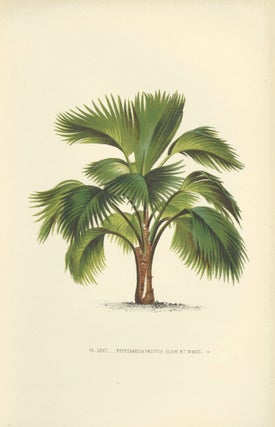 Item nr. 154331 Pritchardia Pacifica. Les Palmiers Histoire Iconographique. Oswald de Kerchove de...