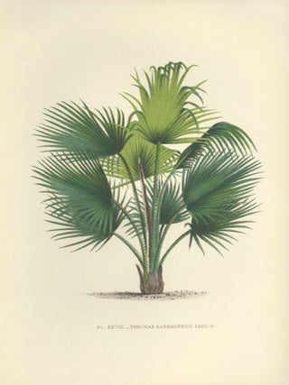 Item nr. 154333 Thrinax Barbadensis. Les Palmiers Histoire Iconographique. Oswald de Kerchove de...