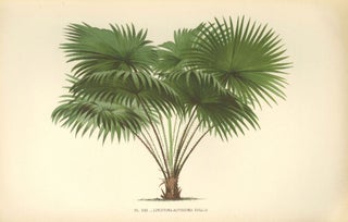 Item nr. 154335 Livistona Altissima. Les Palmiers Histoire Iconographique. Oswald de Kerchove de...
