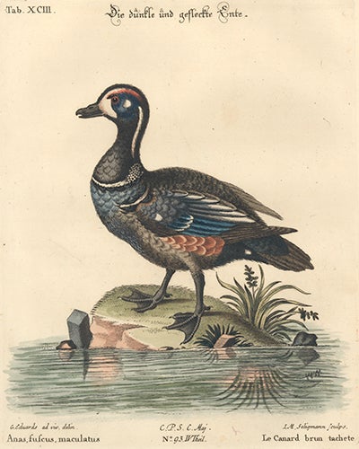 Item nr. 154700 Le Canard brun tachete. Sammlung verschneider auslandischer und seltener Vogel. Johann Michael Seligmann.