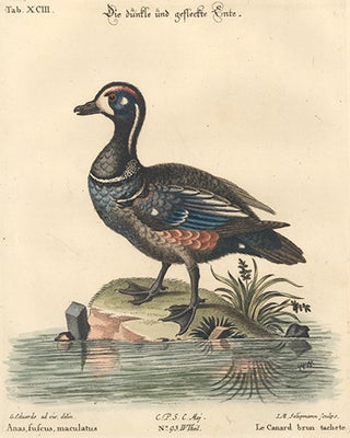 Le Canard brun tachete. Sammlung verschneider auslandischer und seltener Vogel.