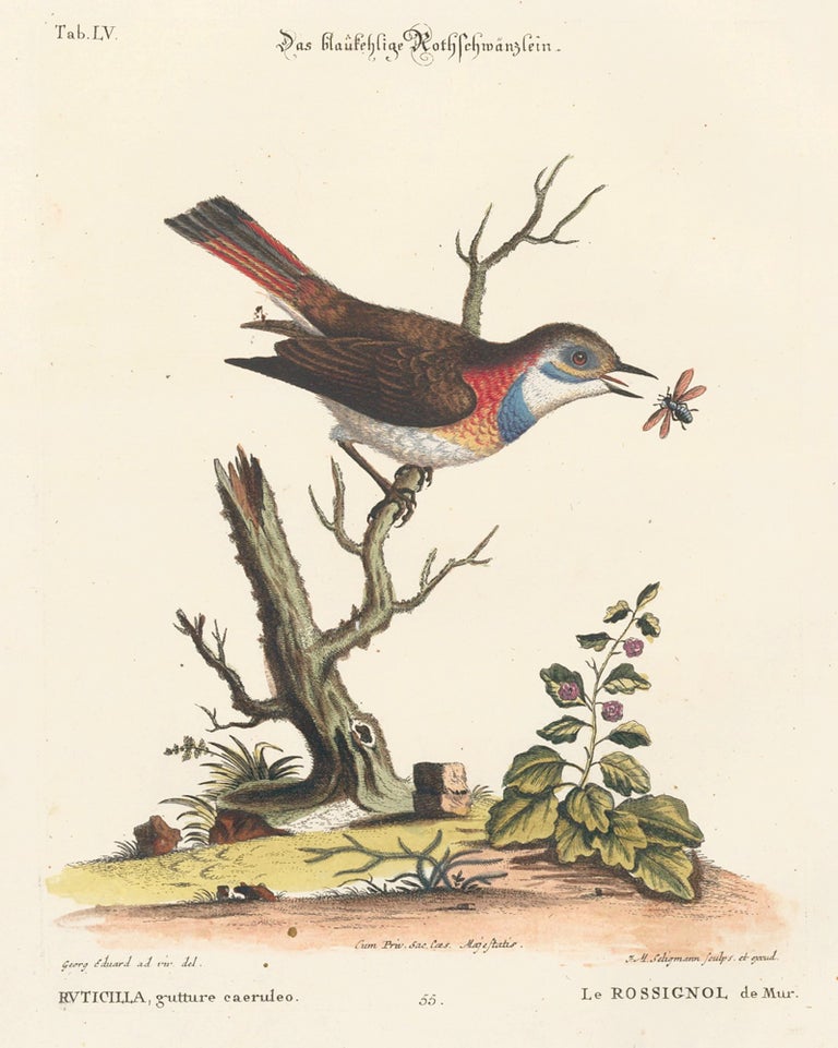 Item nr. 154702 Le Rossignol de Mur. Sammlung verschneider auslandischer und seltener Vogel. Johann Michael Seligmann.