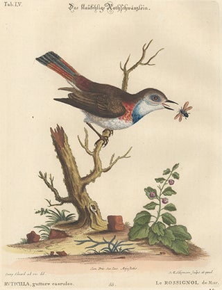 Le Rossignol de Mur. Sammlung verschneider auslandischer und seltener Vogel.