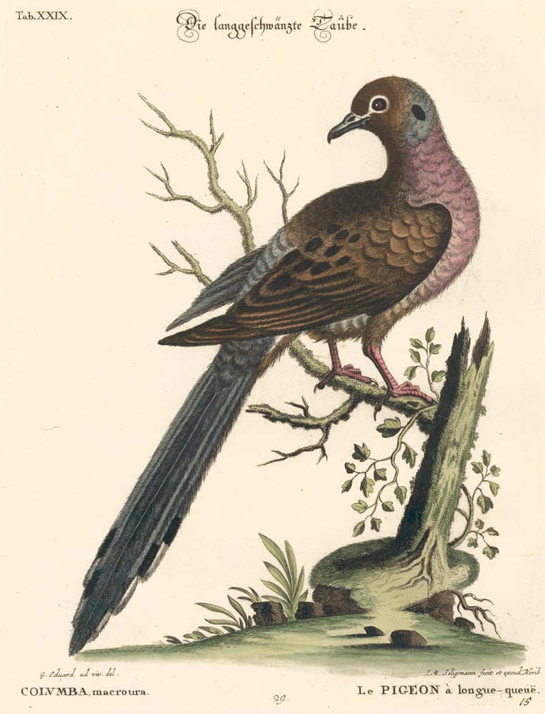 Item nr. 154703 Le Pigeon a longue-queue. Sammlung verschneider auslandischer und seltener Vogel. Johann Michael Seligmann.