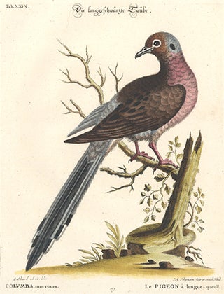 Le Pigeon a longue-queue. Sammlung verschneider auslandischer und seltener Vogel.