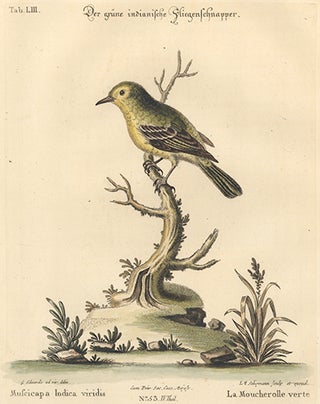 Item nr. 154707 La Moucherolle verte. Sammlung verschneider auslandischer und seltener Vogel....