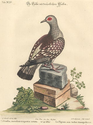 Item nr. 154709 Le Pigeon aux taches triangulaires. Sammlung Verschneider Auslandischer und...