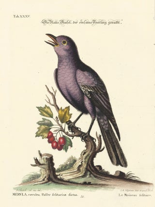 Item nr. 154710 Le Moineau folitaire. Sammlung Verschneider Auslandischer und Seltener Vogel....