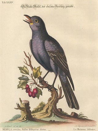 Le Moineau folitaire. Sammlung Verschneider Auslandischer und Seltener Vogel.