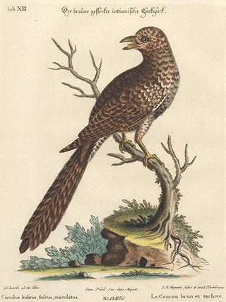 Item nr. 154712 Le Coucou brun et tachete. Sammlung Verschneider Auslandischer und Seltener...