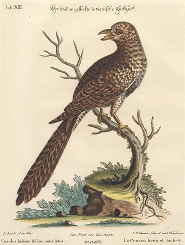Item nr. 154712 Le Coucou brun et tachete. Sammlung Verschneider Auslandischer und Seltener Vogel. Johan Michael Seligman, George Edwards.