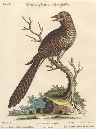 Le Coucou brun et tachete. Sammlung Verschneider Auslandischer und Seltener Vogel.