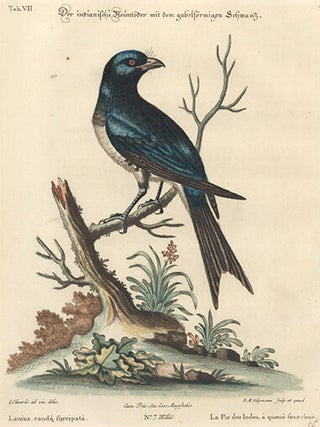 Lanius, cauda forcipata. Sammlung Verschneider Auslandischer und Seltener Vogel.
