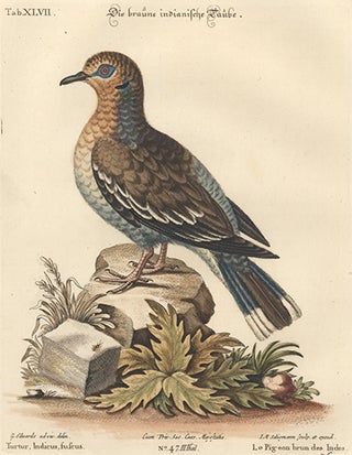 Item nr. 154716 Le Pigeon brun des Indes. Sammlung Verschneider Auslandischer und Seltener Vogel....