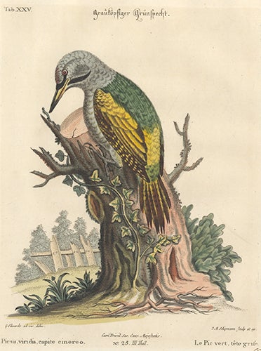 Item nr. 154717 Le Pic vert, tete grile. Sammlung Verschneider Auslandischer und Seltener Vogel. Johan Michael Seligman, George Edwards.