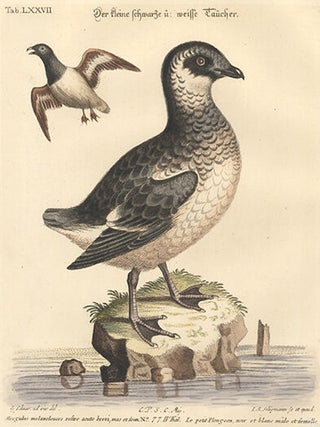 Item nr. 154718 Le petit Plongeon, noir et blanc. Sammlung Verschneider Auslandischer und...