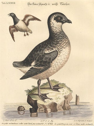 Le petit Plongeon, noir et blanc. Sammlung Verschneider Auslandischer und Seltener Vogel.