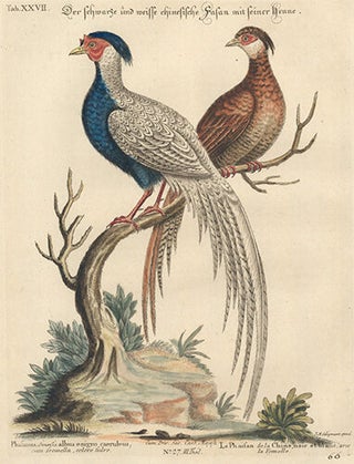 Item nr. 154719 Le Phailan de la Chine, noir et blanc. Sammlung Verschneider Auslandischer und...
