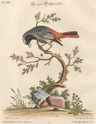 Item nr. 154720 Le Rouge-queue gris. Sammlung Verschneider Auslandischer und Seltener Vogel....