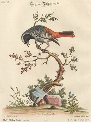 Le Rouge-queue gris. Sammlung Verschneider Auslandischer und Seltener Vogel.