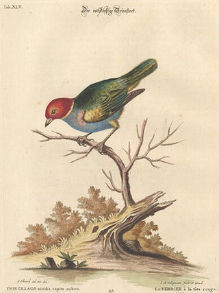 Le Verdier a la tete rouge. Sammlung Verschneider Auslandischer und Seltener Vogel.