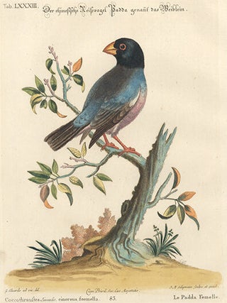 Item nr. 154723 Le Padda Femelle. Sammlung Verschneider Auslandischer und Seltener Vogel. Johan...