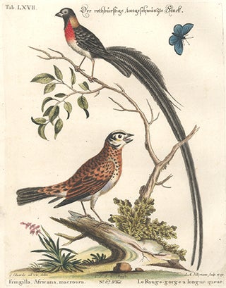Le Rouge-gorge a longue queue. Sammlung Verschneider Auslandischer und Seltener Vogel.