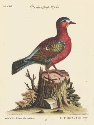 Item nr. 154725 Le Pigeon a'l aile-verte. Sammlung Verschneider Auslandischer und Seltener Vogel....