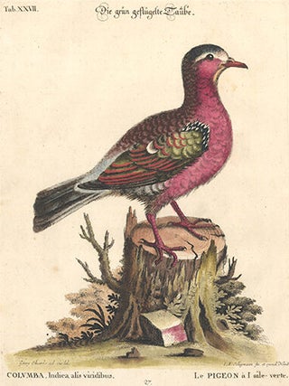 Le Pigeon a'l aile-verte. Sammlung Verschneider Auslandischer und Seltener Vogel.